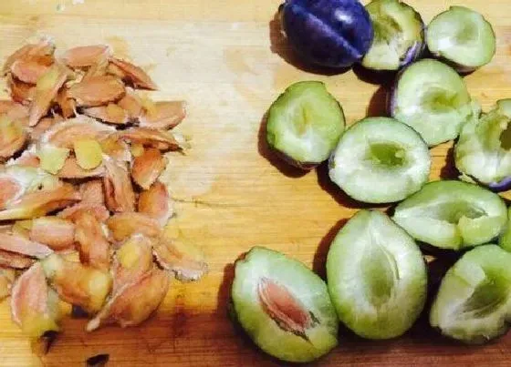 种植育种|西梅核能种吗 西梅的核怎么种出盆栽