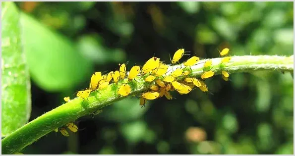 果树如何科学防治蚜虫？ | 种植施肥