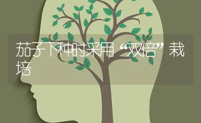 茄子下种时采用“双倍”栽培 | 蔬菜种植