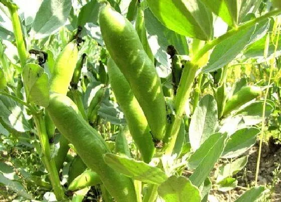 种植管理|华北地区适合种植蚕豆吗，华北蚕豆种植时间和方法）