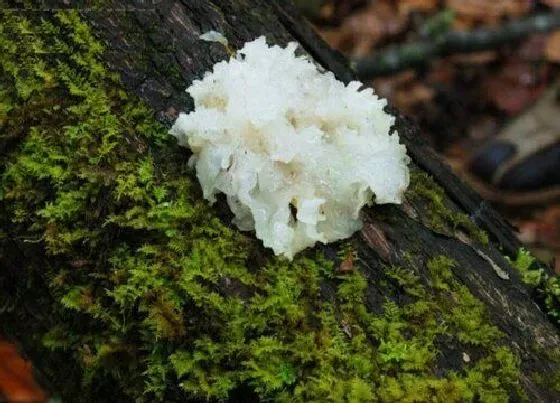 植物百科|雪耳生长在什么地方