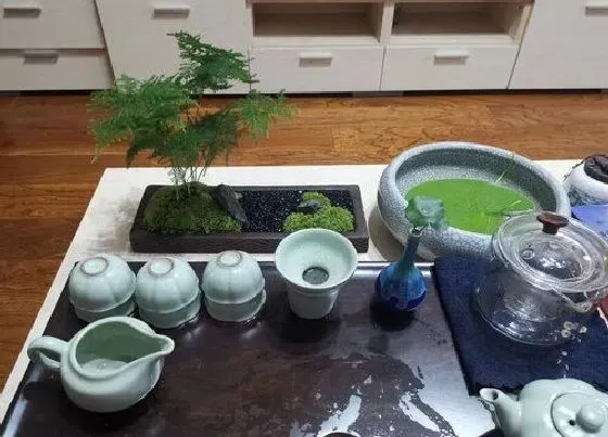 植物虫害|文竹长虫子怎么办