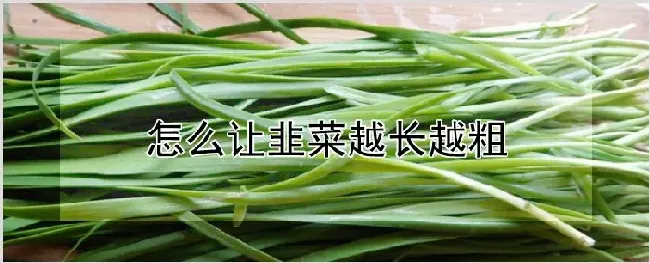 怎么让韭菜越长越粗 | 养殖技术