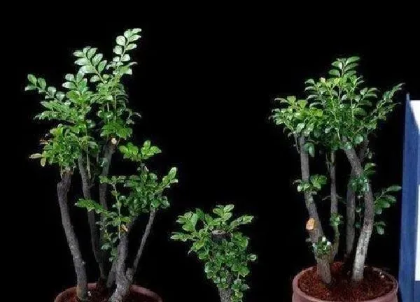 盆景|小叶紫檀盆栽种植方法