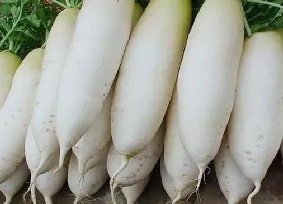 植物种类|容易存放的蔬菜有哪些 适合长时间储存的蔬菜