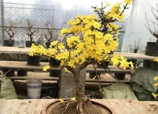 养殖科普|迎春花喜阳光吗