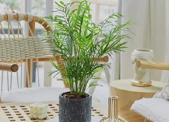 植物繁殖|袖珍椰子怎么繁殖方法和注意事项
