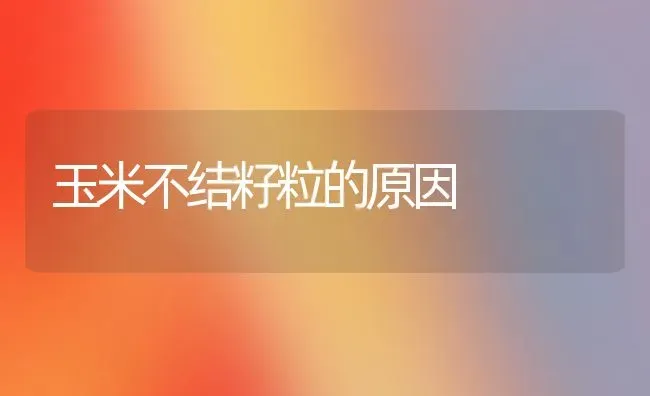 玉米不结籽粒的原因 | 粮油作物种植