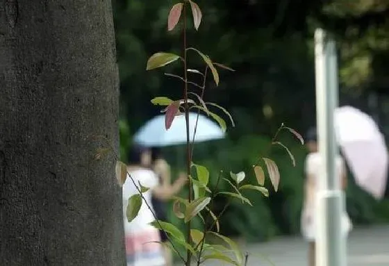 植物百科|肉桂和桂皮一样吗 是同一种东西吗[区别]