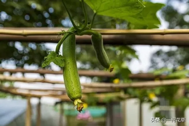 种植管理|自己种的丝瓜发苦怎么回事，自家种出来的丝瓜为什么会苦）