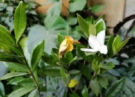 植物寓意|栀子花的寓意和象征风水