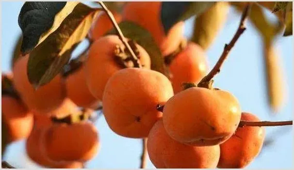 柿子树不同季节如何修剪？找对方法很重要！ | 自然知识