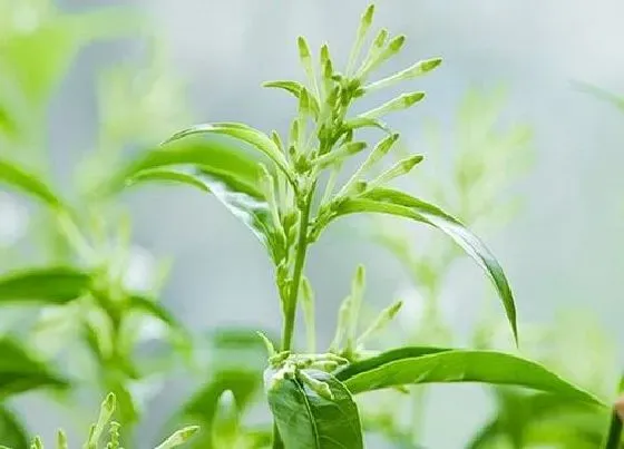 植物香味|夜来香味道好闻吗