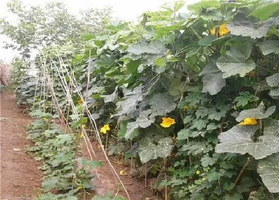 开花时间|丝瓜什么时候开花 开花时间是几点
