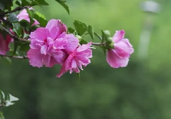 植物浇水|木槿花浇水时间和正确方法