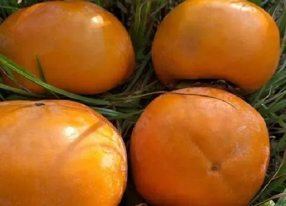 植物排行|柿子什么品种最好吃 好吃的柿子品种排名