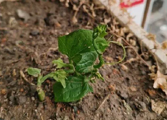 植物播种|福寿瓜怎么留种子