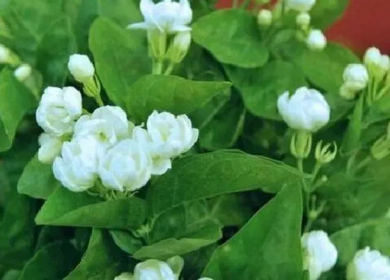 植物寓意|白茉莉的花语是什么意思 送白色茉莉的寓意