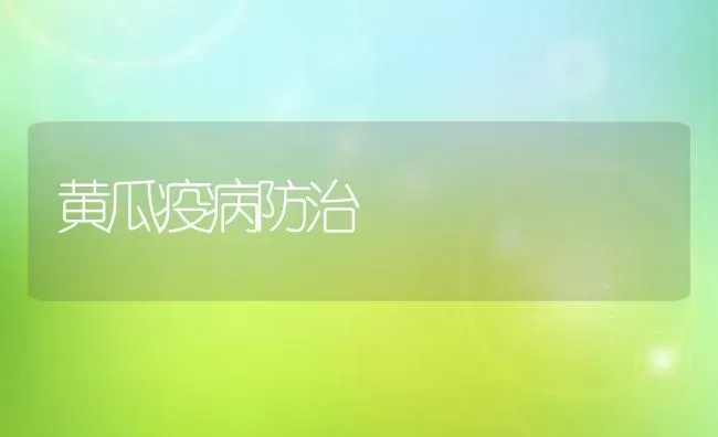 黄瓜疫病防治 | 蔬菜种植