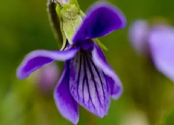 开花时间|紫花地丁一年开几次花 什么时候开花