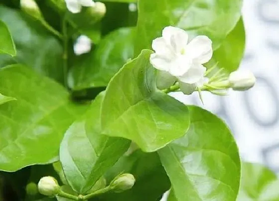 花卉百科|九月开的花有哪些图片 什么花是九月份开的