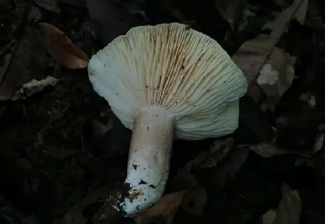 植物毒性|广东祖孙3人食用毒蘑菇致死 勿乱食野生蘑菇