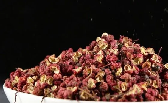 植物百科|花椒和麻椒一样吗 是同一种东西吗[区别]