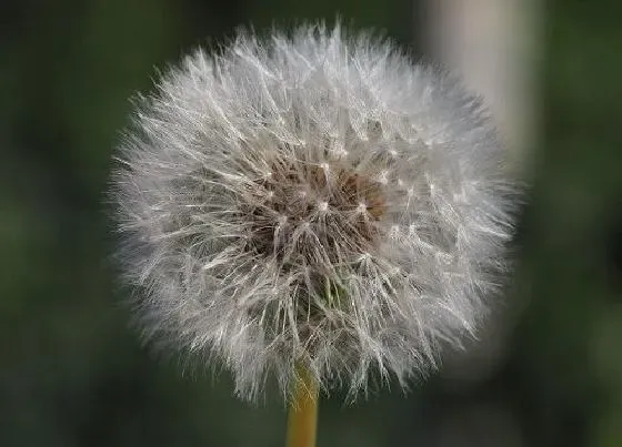 种子|种子传播的植物有哪些（有哪些植物传播种子的方式）