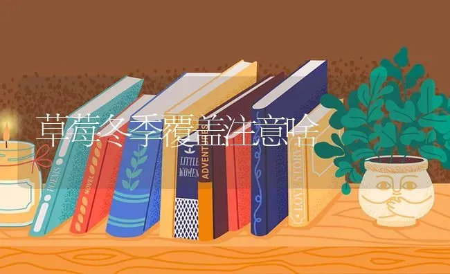 草莓冬季覆盖注意啥 | 瓜果种植