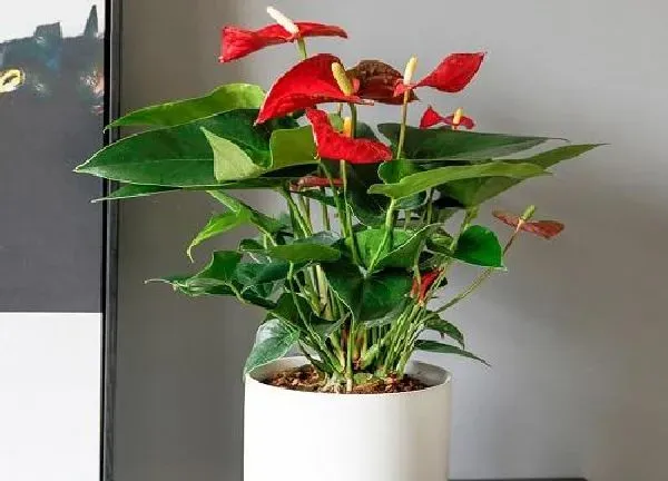 植物移栽|红掌夏天可以换盆吗 移盆需要注意些什么事项