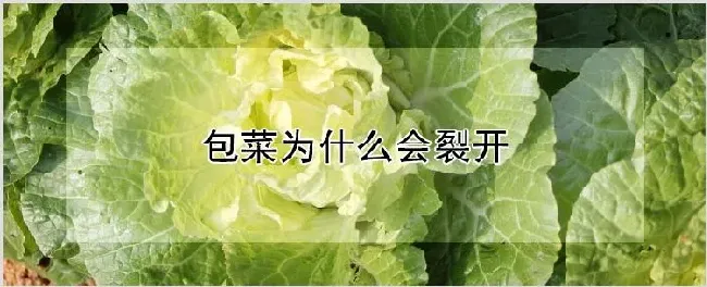 包菜为什么会裂开 | 农业技术