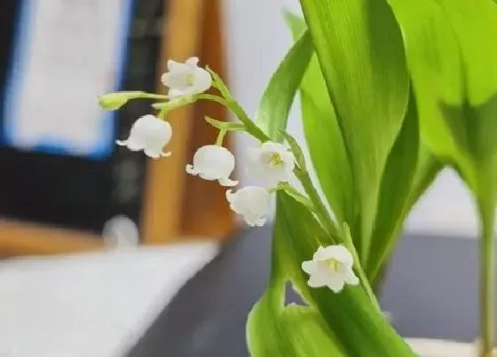 植物寓意|象征春天的植物有哪些