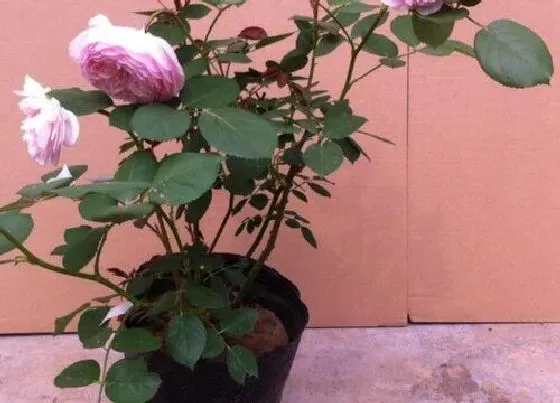 花之最|无病虫害勤花的月季品种 什么月季抗病强抗虫性好
