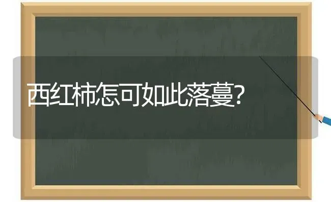 西红柿怎可如此落蔓？ | 蔬菜种植