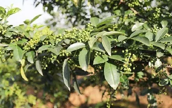 植物百科|花椒和麻椒一样吗 是同一种东西吗[区别]