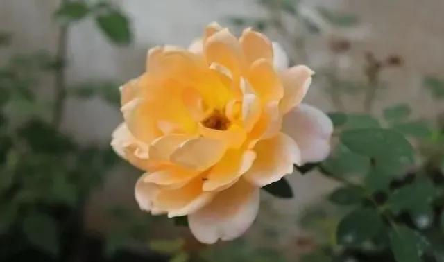 植物施肥|月季花喜欢大水大肥吗，施什么肥让月季花开又多又大）