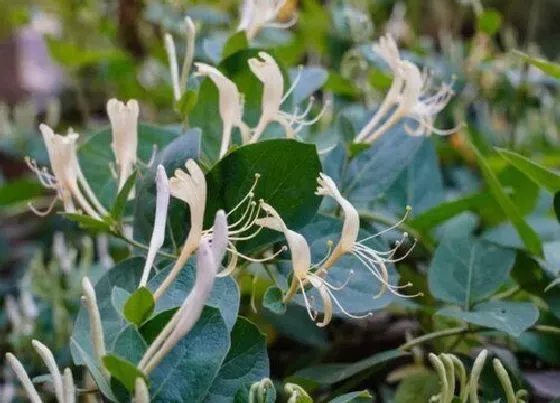 生长环境|金银花生长条件和特性