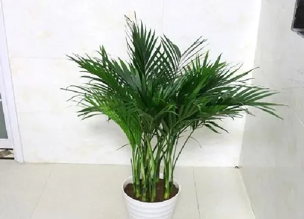 植物移栽|散尾葵上盆时间与养护方法