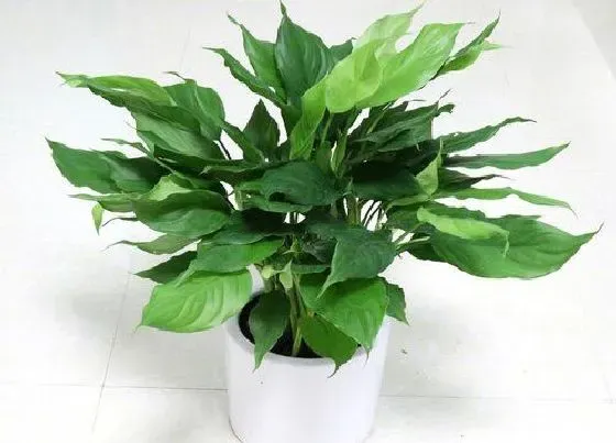 植物排行|万年青什么品种最好