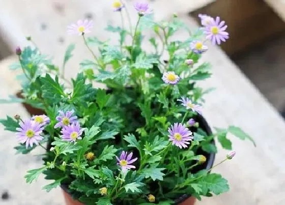 夏天植物|千头菊怎么度夏安全