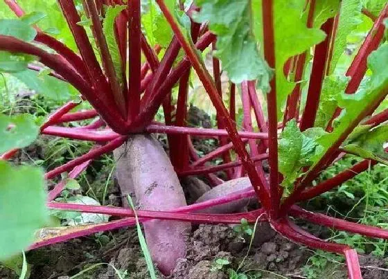 植物播种|萝卜种子怎么种植