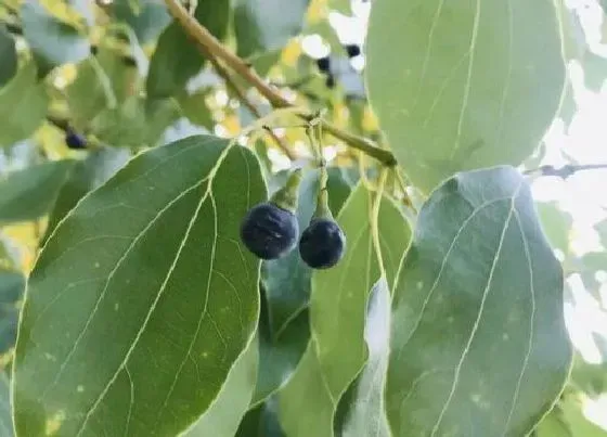 果实科普|香樟树什么时候开花结果