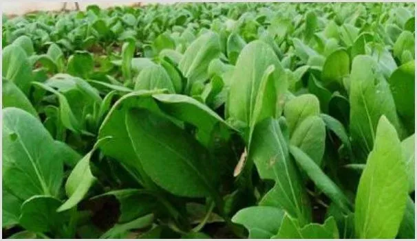小白菜种太密了怎么移栽 | 种植技术