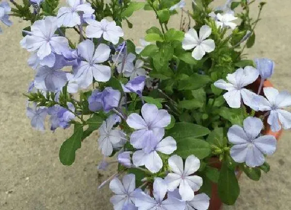 植物浇水|蓝雪花需要每天浇水吗