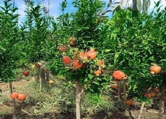 植物虫害|石榴钻心虫防治方法 打什么农药好