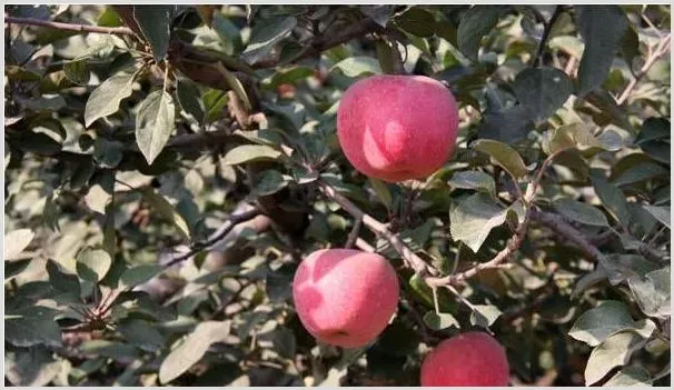 苹果高效栽培管理注意事项 | 种植技术