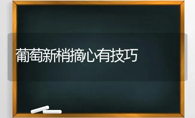 葡萄新梢摘心有技巧 | 瓜果种植