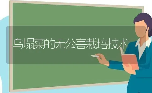 乌塌菜的无公害栽培技术 | 蔬菜种植