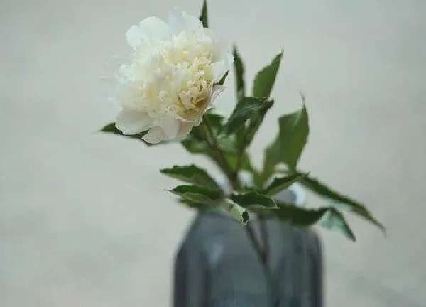 养殖方法|水培芍药花怎么养护
