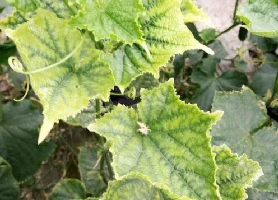 植物虫害|大棚黄瓜病虫害防治技术与方法